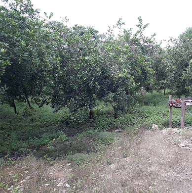 Terreno Junin - Sitio Mendoza Lote 3